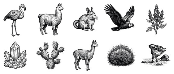 Obraz premium South American nature icons set. Wildlife and botanical elements concept. Includes flamingo, llama, rabbit, condor, quinoa, crystal, cactus, guanaco, grass, rock. Hand-drawn doodle style