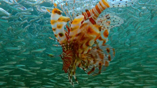 Close-up of bright orange Lionfish chasing huge school of Silversides Atherina during their spawn run. Vivid Lion fish hunts small fish that have formed dense shoal during spawning season.