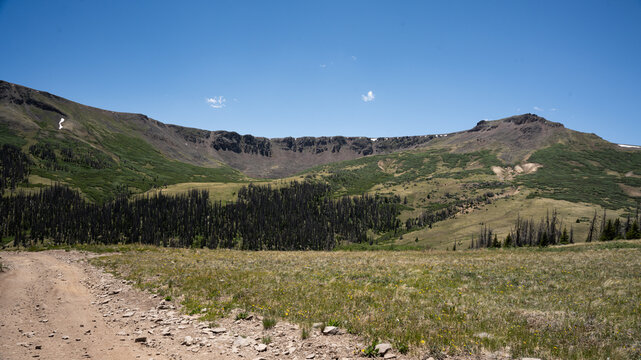 Mountain Wildflowers