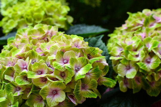 
delicate hydrangea flowers in close-up. vibrant floral background