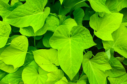 background of bright, lush plant leaves Ipomoea batatas
