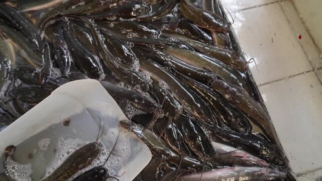 Fresh live catfish inside a water container at a traditional market.