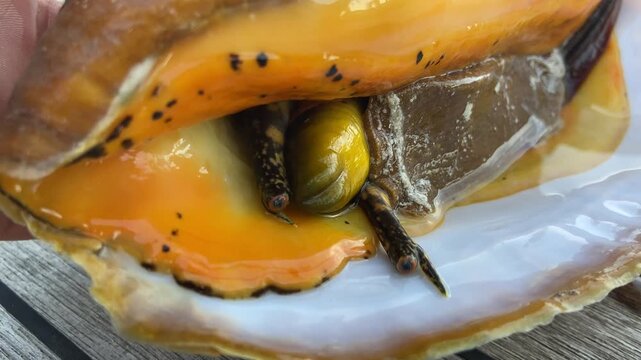Close-up of a conch shell as a marine mollusk slowly emerges, revealing its tiny eyes and intricate details. Fascinating wildlife scene captured in clear natural light.