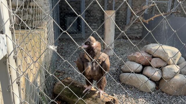 A black vulture inside an aviary, walking calmly and chewing on a wooden branch. Close-up wildlife scene highlighting the bird's striking appearance and natural behavior in daylight.