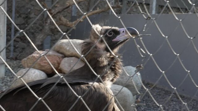 A black vulture inside an aviary, walking calmly and chewing on a wooden branch. Close-up wildlife scene highlighting the bird's striking appearance and natural behavior in daylight.