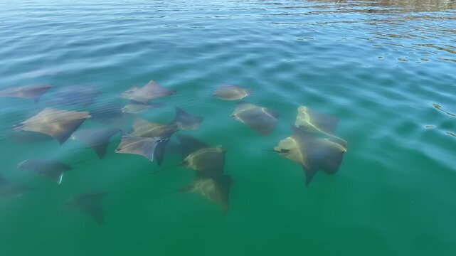 A school of rays gliding beneath the crystal-clear waters of the Sea of Cortez, viewed from above the surface. The transparent turquoise water reveals the graceful movement of the rays.