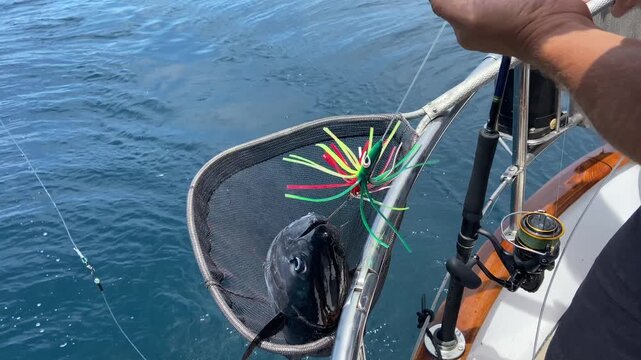 Close-up of anglers carefully removing a hooked tuna before releasing it back into the ocean. Authentic catch-and-release fishing scene with splashing water and natural action aboard a boat.