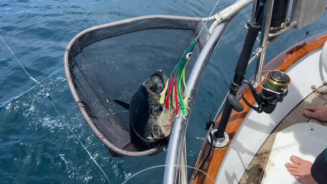 Close-up of a bonito tuna hooked on a fishing line, thrashing at the surface as anglers carefully lift it from the water with a landing net. Dynamic sport fishing scene with splashing seawater.