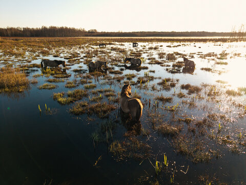 Aerial view of wild horses wading in the shallow wetlands of Pape Nature Reserve with golden sunlight reflecting on the water surface in Brusvitu ciems, Dienvidkurzemes novad, Latvia.