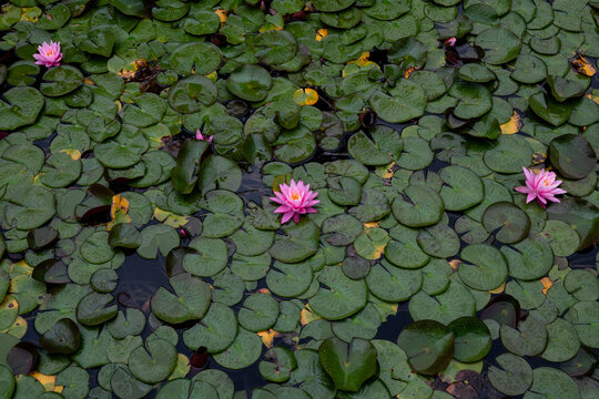 水面に浮かぶ睡蓮の花 木崎湖　長野県大町市
