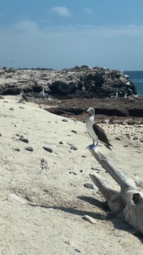 Blue-footed booby perched on a weathered driftwood log overlooking the sea at Isla Santa Isabel, Mexico. Peaceful wildlife scene with sparkling blue water and natural coastal surroundings.