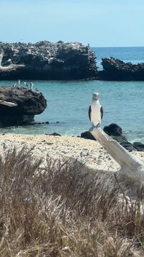 Blue-footed booby perched on a weathered driftwood log overlooking the sea at Isla Santa Isabel, Mexico. Peaceful wildlife scene with sparkling blue water and natural coastal surroundings.
