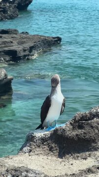 Blue-footed booby perched on a rocky cliff at Isla Santa Isabel, Mexico. Close-up wildlife scene with the iconic seabird resting peacefully above the sparkling sea in bright natural daylight.