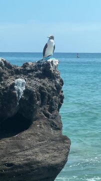 Blue-footed booby perched on a rocky cliff at Isla Santa Isabel, Mexico. Close-up wildlife scene with the iconic seabird resting peacefully above the sparkling sea in bright natural daylight.