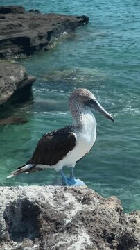 Blue-footed booby perched on a rocky cliff at Isla Santa Isabel, Mexico. Close-up wildlife scene with the iconic seabird resting peacefully above the sparkling sea in bright natural daylight.