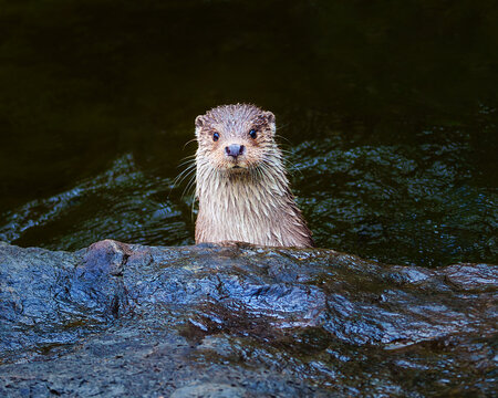 Curious river otter peeking over a rock in the water
A close-up wildlife photograph of a cute and curious river otter peeking over a dark, wet rock