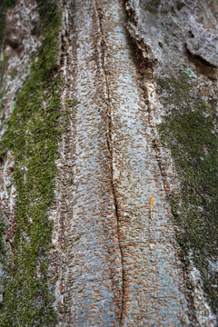 Close-up view of old tree bark texture with green moss and cracks.