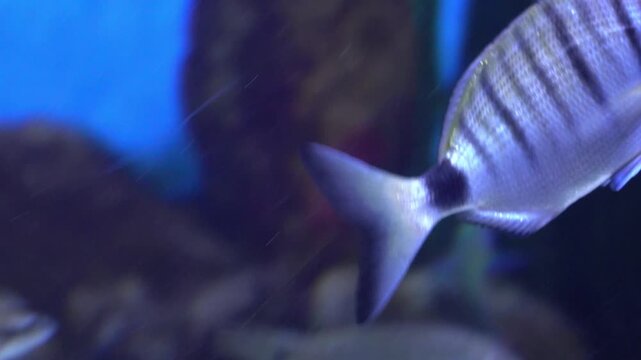 Common seabream (Diplodus sargus) or pointed seabream (Diplodus puntazzo) swimming in aquarium.