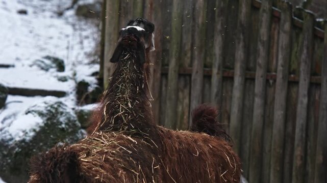 In Winter At The Zoo, Two Lamas Argue And Spit At Each Other