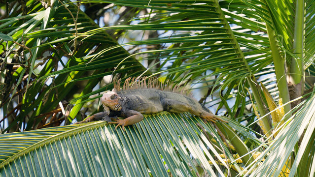 Green iguana basking on a large palm frond, blending into the lush tropical environment of costa rica's mangrove forest