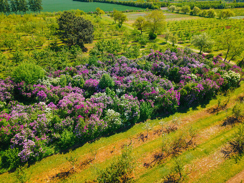 Aerial view of the blooming lilac collection at Petera Upisa Garden Museum with vibrant purple and white flowers in the orchards of Dobele, Dobeles novads, Latvia.