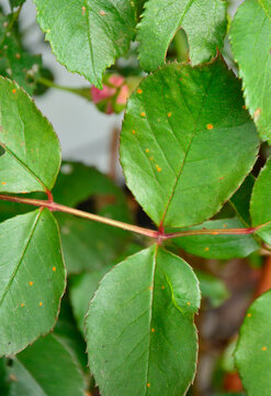 choroba grzybowa r&oacute;ży, rdza na r&oacute;ży, Phragmidium  - rose rust
