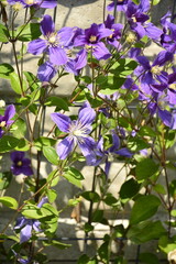 Powojnik, kwitnący powojnik o niebieskofioletowych, dużych kwiatach, Clematis, blooming clematis with blue-violet flowers © kateej