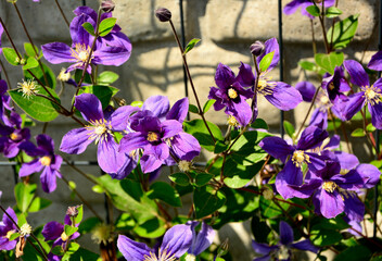 Powojnik, kwitnący powojnik o niebieskofioletowych, dużych kwiatach, Clematis, blooming clematis with blue-violet flowers © kateej