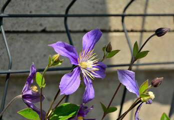 Powojnik, kwitnący powojnik o niebieskofioletowych, dużych kwiatach, Clematis, blooming clematis with blue-violet flowers © kateej