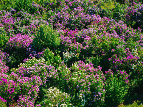 Aerial view of the blooming lilac garden at the Peteris Upitis Garden Museum with vibrant purple and white flowers and lush green foliage in Dobele, Dobeles novads, Latvia.