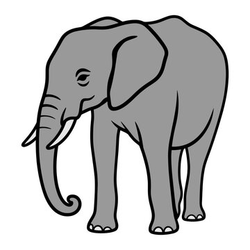 Young African Elephant