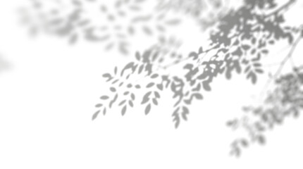 Obraz premium abstract natural tree leaves shadow, transparent background