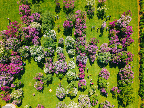 Aerial view of the Peteris Upitis Garden Museum, featuring rows of blooming purple and white lilac bushes with visitors walking through the garden paths in Dobele, Dobeles novads, Latvia.