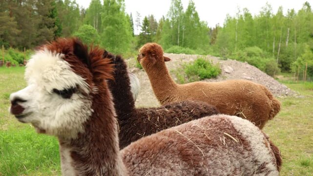 Several alpacas stand together in close up showing fluffy coats curious faces and peaceful behavior in sunny countryside farm