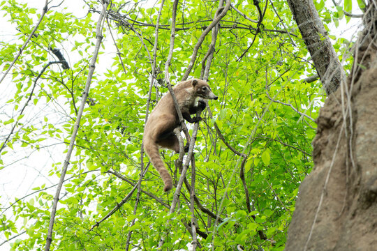 coati