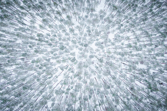 Aerial view of a dense pine forest covered in fresh white snow during winter, with tall evergreen trees creating a geometric pattern in Mazowieckie Voivodeship, Poland.