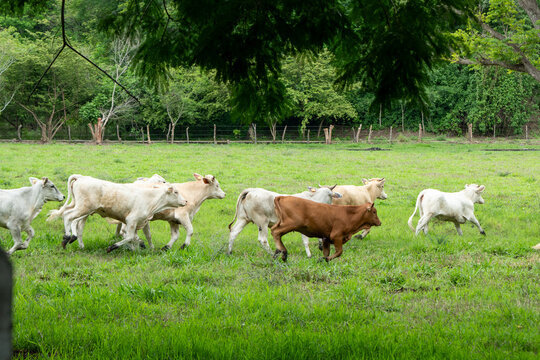 vacas