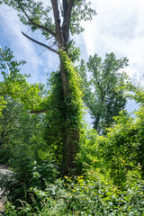 Fototapeta premium Spring Landscape around Pancharevo lake, Bulgaria