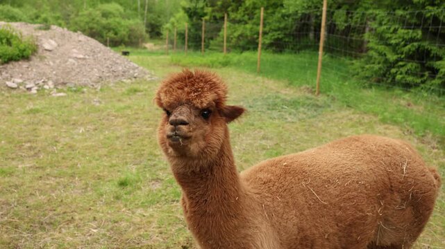 Close up of several llamas chewing fresh grass showing natural feeding behavior soft wool and peaceful farm life in daylight