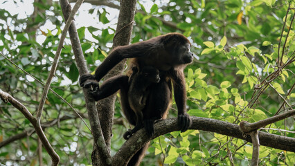 Obraz premium howler monkey