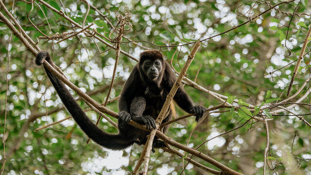 howler monkey in tree