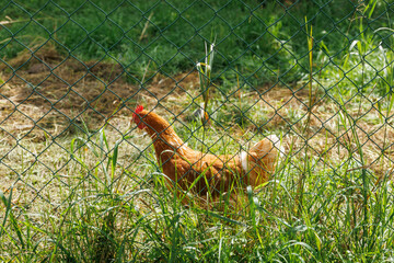 Brown laying hen standing behind wire mesh fence in a grassy backyard poultry enclosure on a small rural homestead © Iryna Miadzvedzeva