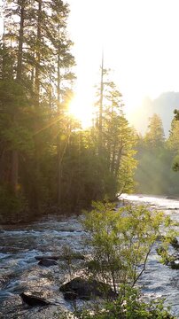 Beautiful morning shot of the sun shining on the Merced River as it runs through Yosemite National Park in California. Vertical video.