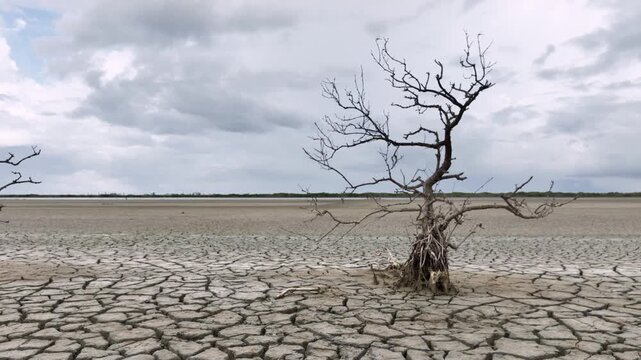 Aerial shot a died tree in cracked surface of a dry lake.