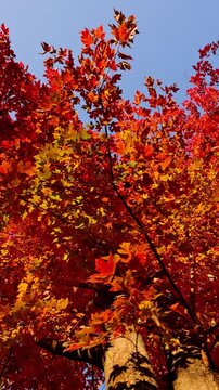 Passing under maple trees with colorful autumn leaves blowing in a gentle breeze. Vertical video.