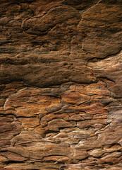 Fototapeta premium Detailed Texture of Rough Brown Tree Bark for Background