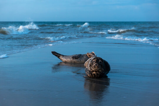 Beached seal where the two seas meet