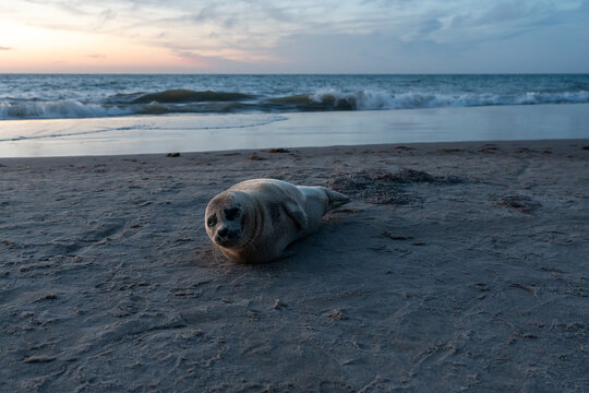 Beached seal