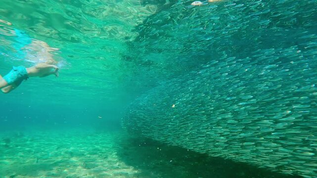 Boy in goggles dives under colossal school of Silverside fish and swims underwater through it. Boy swims to inside large bait ball of Atherina gathered along shoreline like solid live wall of fish.