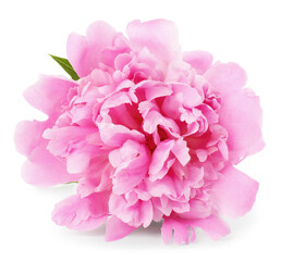 Fototapeta premium Beautiful pink peony flower isolated on white